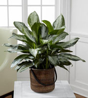 The FTD® Chinese Evergreen