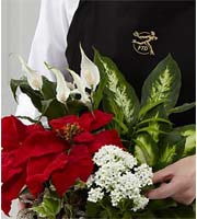 The FTD® Florist Designed Plants in a Basket