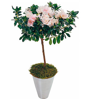 Albertsons Flowers Azalea Plant FTD Florist Flower and Gift Delivery