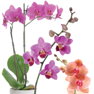 5 Orchids in Ceramic Pot  