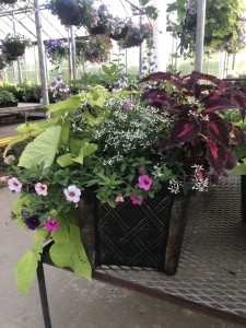 Mother\'s Day Patio planter