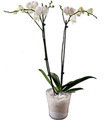 Orchidplant