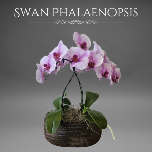 Pink Swan Phalaenopsis 