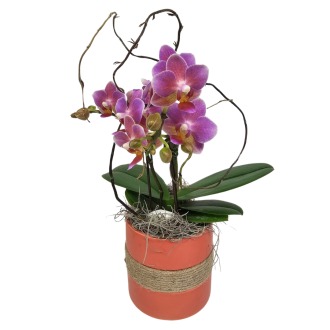 Piccola Summer Orchid