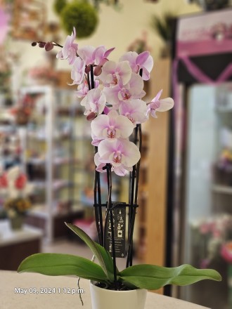 Triple Orchid Planter