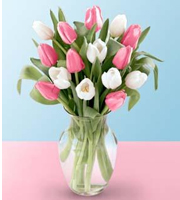 Pink and White Blushing Tulip Bouquet