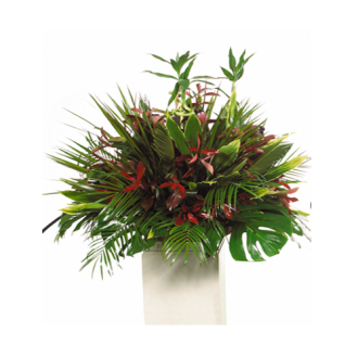 CARISMA FLORISTS Exotic All Green Container