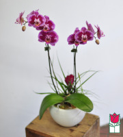 Double Phalaenopsis Orchid Ceramic Planter (Best Available Color)