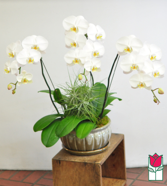 3 Spray Phalaenopsis Orchid Ceramic Planter - White