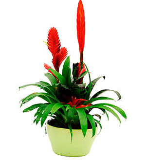 Bromeliad Marbled Pot Non Toxic Plant in South Milwaukee, WI - PARKWAY  FLORAL INC.