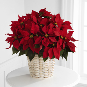 A Daisy A Day The FTD® Red Poinsettia Basket Winston Salem, NC, 27127 FTD  Florist Flower and Gift Delivery