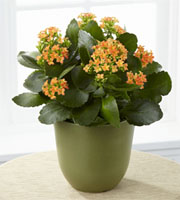 The FTD Kalanchoe