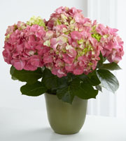 La Jardinire FTD, Hydrangea Roses