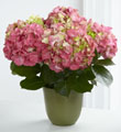 Pink Hydrangea Planter FTD