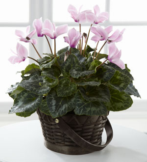 The FTD Pink Cyclamen