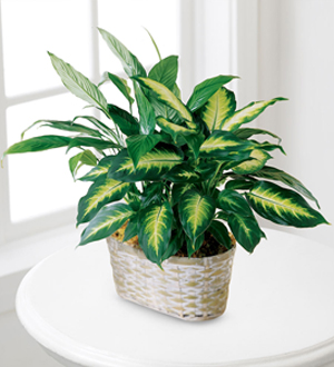 The FTD Spathiphyllum and Dieffenbachia