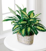 The FTD Spathiphyllum and Dieffenbachia