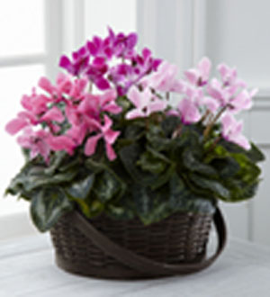 The FTD Mixed Cyclamen Planter