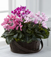 The FTD Mixed Cyclamen Planter