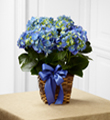Blue Hydrangea Planter FTD 