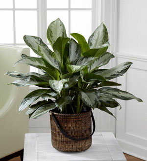 Chinese Evergreen FTD