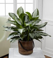 The FTD Chinese Evergreen