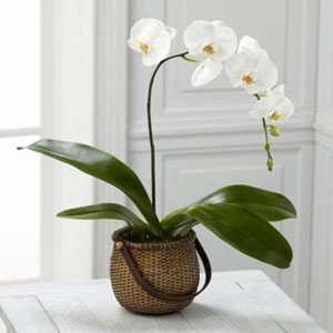 The FTD White Phalaenopsis Orchid