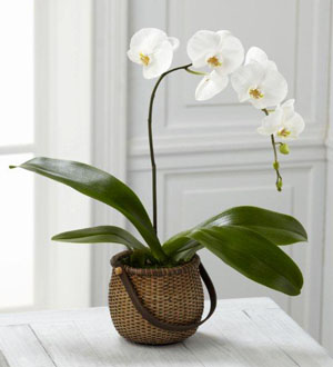 White Phalaenopsis Orchid FTD