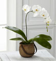 White Phalaenopsis Orchid FTD