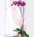 The FTD Lavender Phalaenopsis Orchid