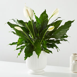 Canada Floral - Canada flowers delivery FTD Flowers in Canada Send flowers  to Canada
