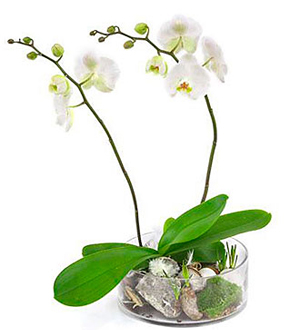 2-Stemmed Orchid in Glass Bowl