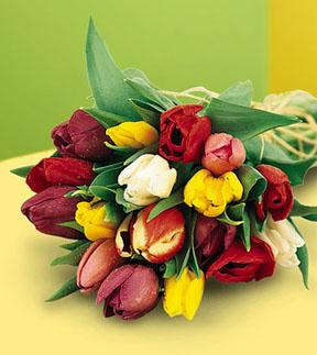 Tulipes noues  la main couleurs assorties avec verdures