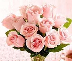 1 Dozen Medium Stem Pink Roses - Wrapped
