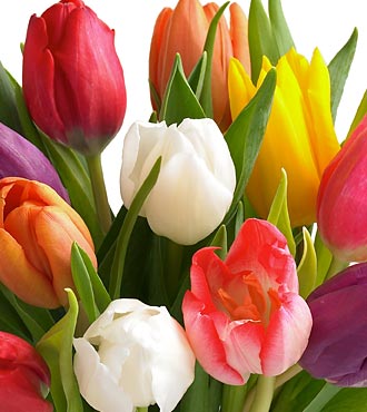 Bouquet de 20 tulipes de couleurs varies