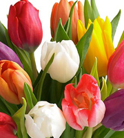 20 Stem Mixed Tulip Bouquet
