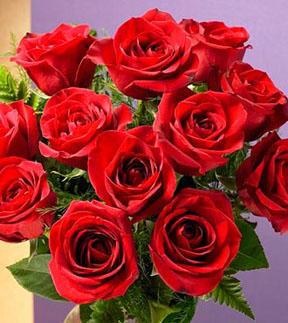 1 Dozen Red Medium Stem Roses - Wrapped