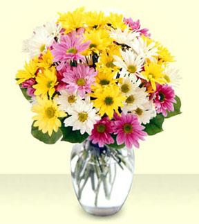 Bouquet de marguerites de couleurs varies avec vase