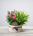 Florist Choice Plant Arrangement