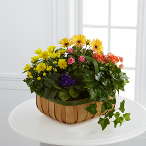 The FTD Gentle Blossoms Basket