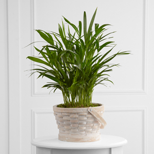 The FTD Deeply Adored Palm Planter