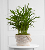 The FTD Deeply Adored Palm Planter