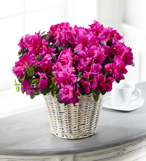 Lutey's Flower Shop The FTD® Fuchsia Azalea Plant Marquette, MI, 49855 FTD  Florist Flower and Gift Delivery