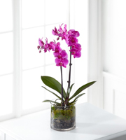 The FTD Pink Orchid Plant