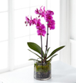 The FTD Pink Orchid Plant