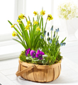 The FTD Spring Blooms Bulb Basket
