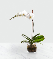 La jardinire Orchide blancheMC de FTD