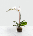 The FTD White Orchid Planter