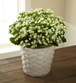 The FTD White Kalanchoe
