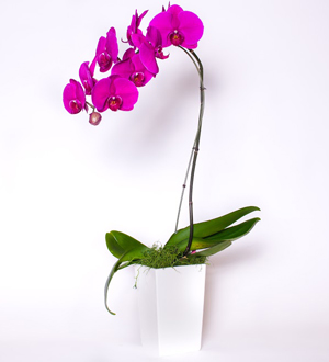 Phalaenopsis 6